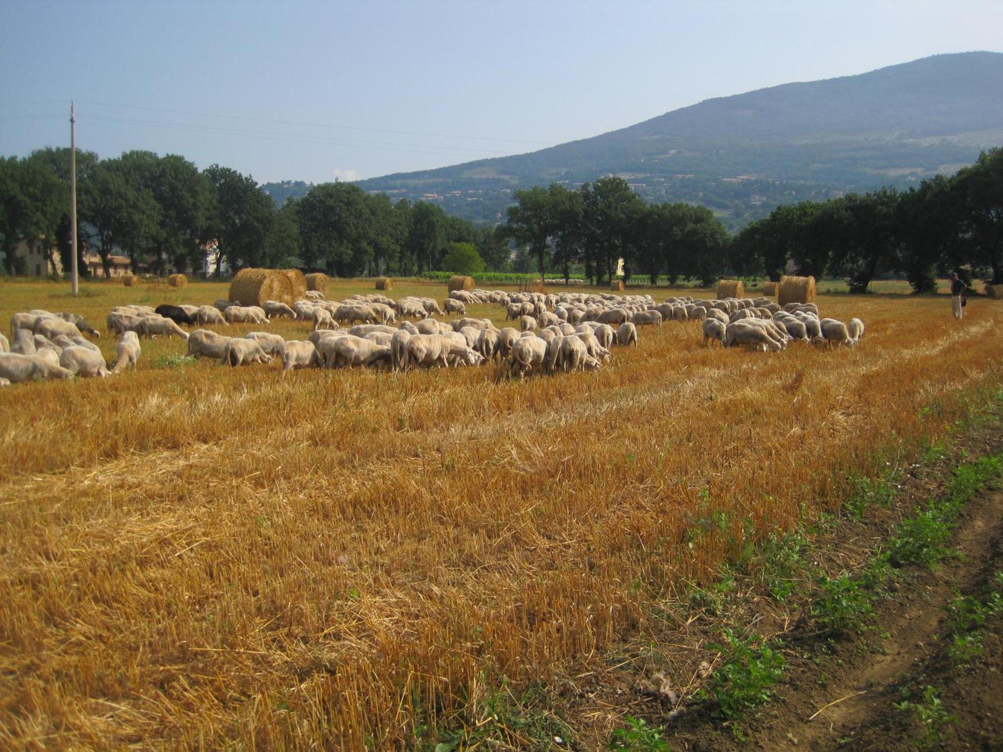 Il Tugurio Agriturismo B&B Ривоторто Екстериор снимка